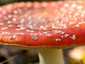 Légyölő galóca (Amanita muscaria), Budai-hegység